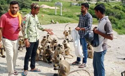 कई दिन से टापू पर फंसे 300 बंदरों को 'भगवान राम' का इंतजार, किसी से देखी नहीं जा रही इनकी हालत