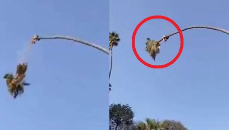 Man Cuts Palm Tree While Sitting On It viral video