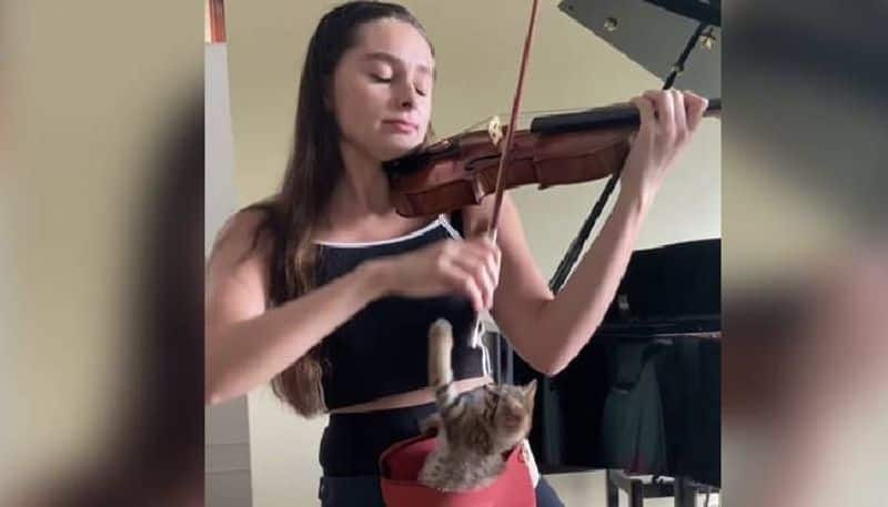 Kitten enjoys Violin performance in Viral Video