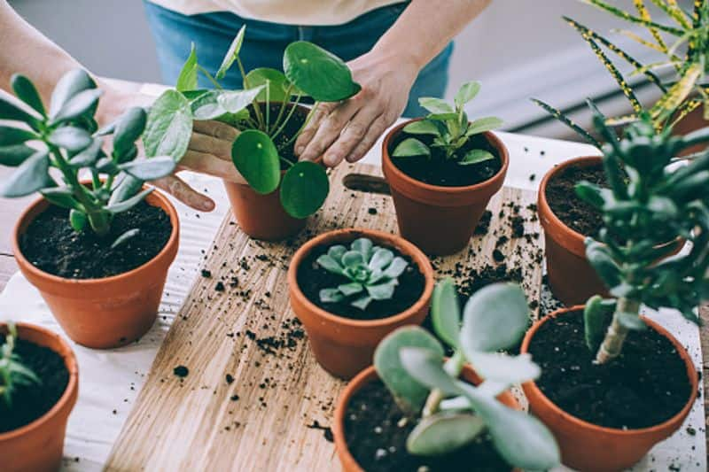 how to care our indoor plants tips