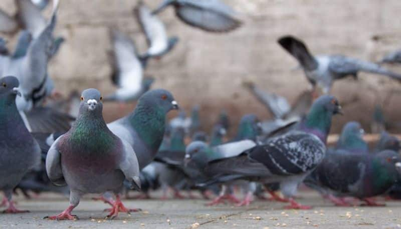 Hyderabad boy sells bird food to raise funds for sister gcw