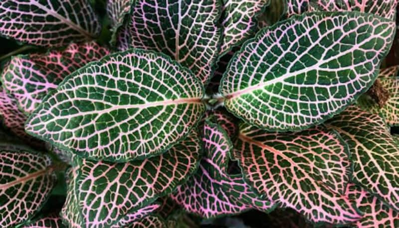 how to grow Fittonia Plant