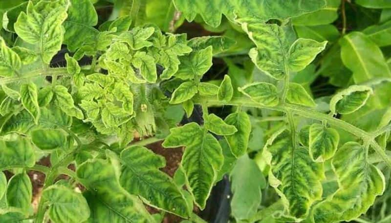 how to protect tomato from Tomato Leaf Curl