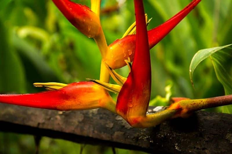 Heliconia Plant how to grow and care