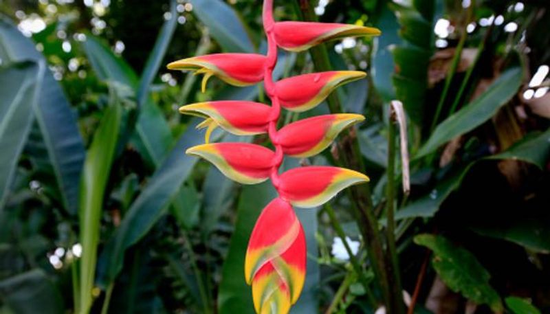 Heliconia Plant how to grow and care