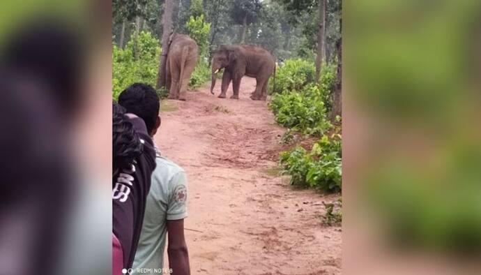 এলাকা কার দখলে থাকবে, জঙ্গলে দীর্ঘক্ষণ ধরে চলল দুই দাঁতাল হাতির লড়াই