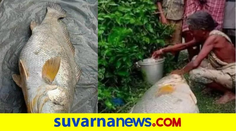 West Bengal woman turns rich overnight after pulling out 52 kg fish from river pod