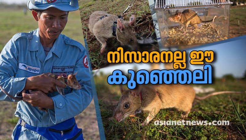 mine detecting rat Magawa wins gold medal for bravery