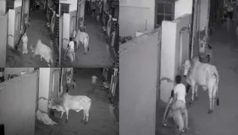 haryana boy saves grandmother from bull