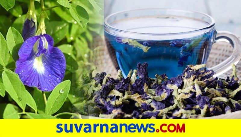 Blue Pea Tea boosts your memory power dpl