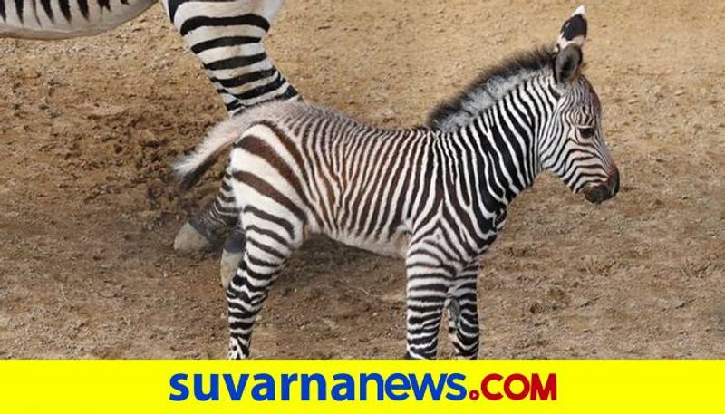 Zebra Gives Birth to Baby Zebra in Bannerghatta National Parkgrg