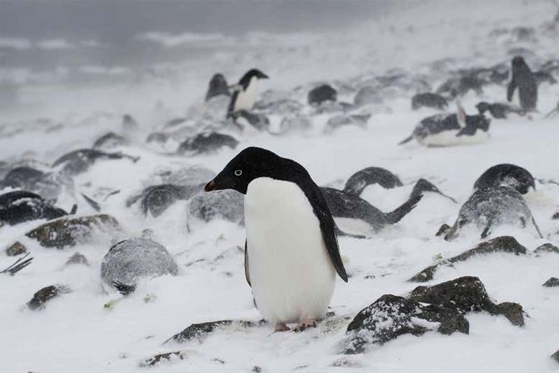 worlds unluckiest penguins survive icebergs huge walls 