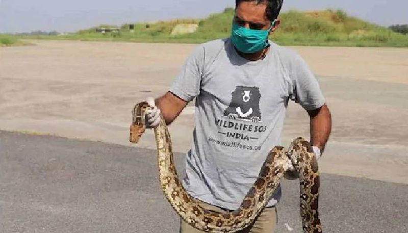 Family Shocked after Finding  Snake inside Toilet at Home