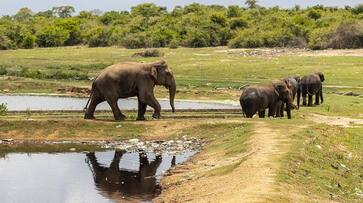 If you want to take an elephant or a lion, then the doors of these Indian zoos are open for you