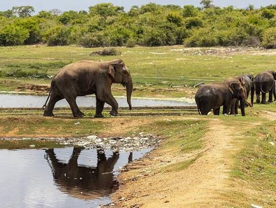 Good news: National Park and Tiger Reserve will open for general public