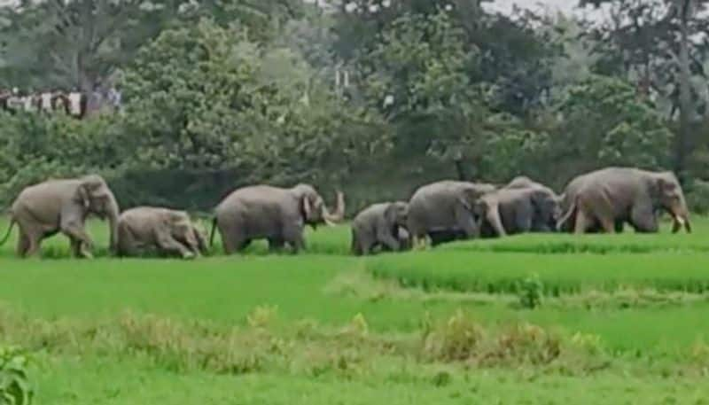 woman died due to Elephants trampled in a farm at vijayanagaram - bsb