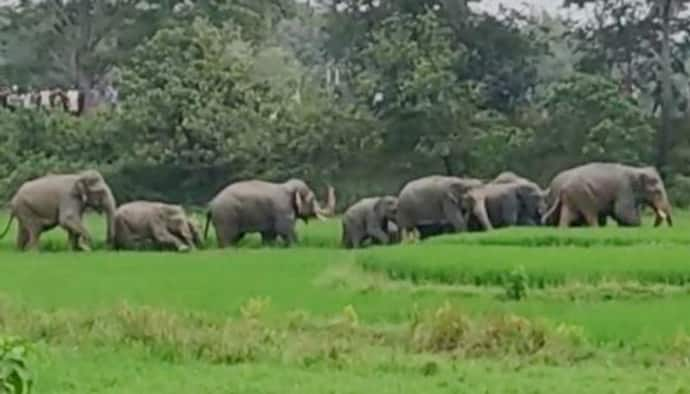 সাতসকালে ভরা বাজারে হাজির দলমা হাতির পাল,  হুলুস্থুলকাণ্ড  গিধনীতে