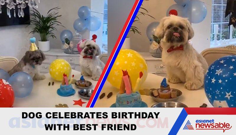 Watch Dog celebrates birthday with best friend; video goes viral - gps