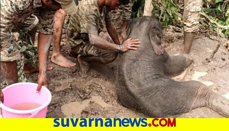 Baby Elephant Sent To Sakrebailu From sakleshpura snr