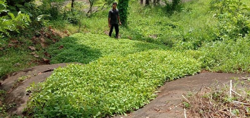 agricultural success story Fahad Ahammed from Narikkuni