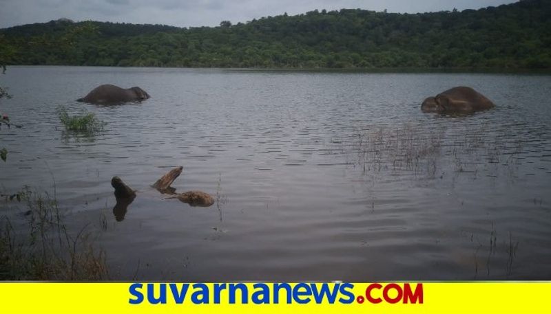 2 Elephant Dies From Electric Shock At Kanakapura snr