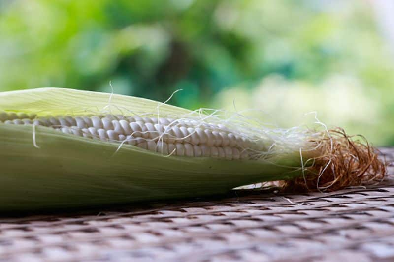 how to grow Popcorn