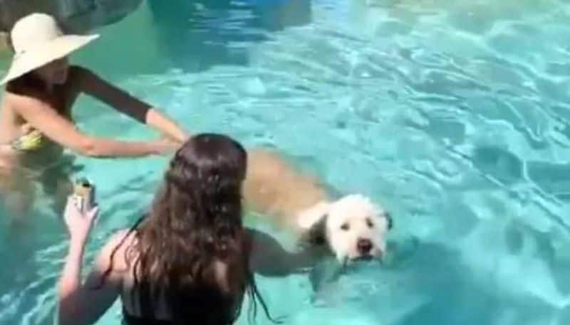 viral video of Pet dog swims in  pool