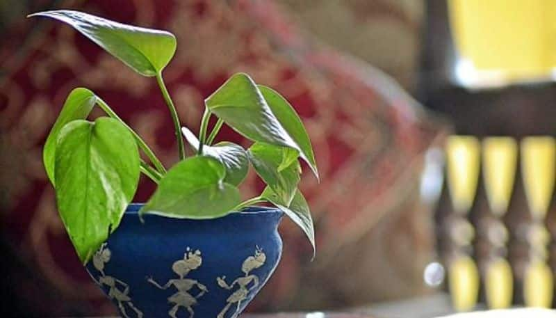 vastu tips for your garden and indoor plants