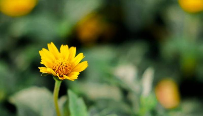 how to grow Singapore Daisy in our home