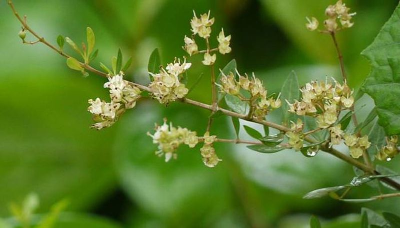 henna farming how to grow