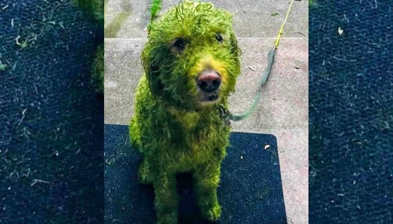 White dog became green colour Viral