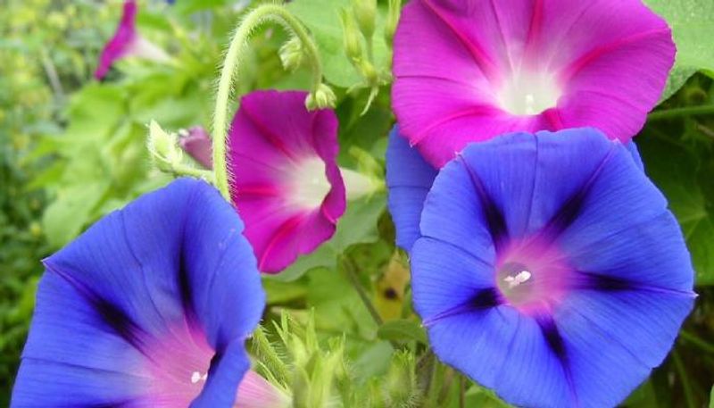 how to grow morning glory in our garden