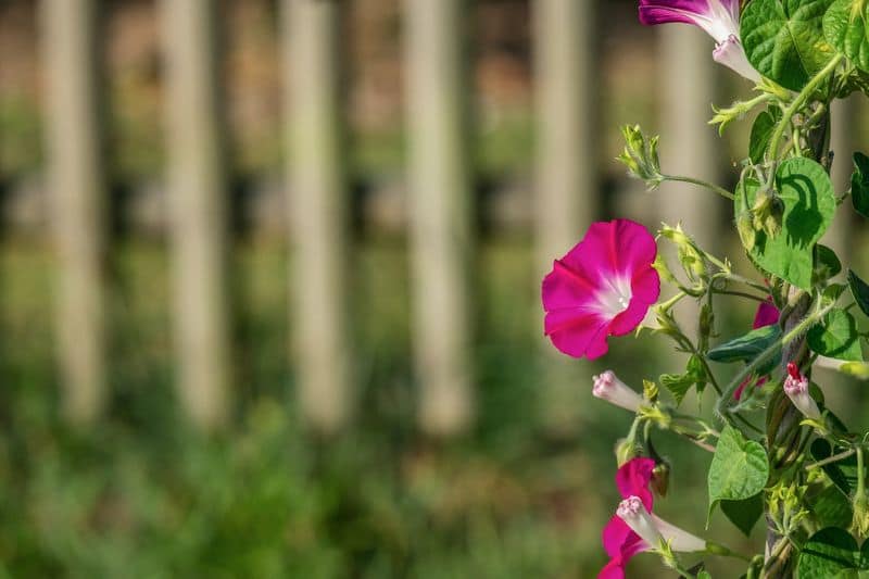 how to grow morning glory in our garden