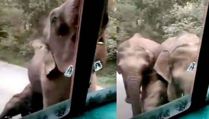 elephant eating sugarcane from truck viral video