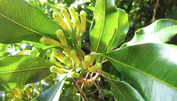 শোওয়ার ঘরে রাখুন হলুদ ফুল, মিলবে দারুণ সুফল 