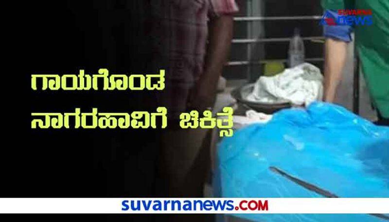 Treatment To Cobra Injured in Dog Attack In Thirthahalli