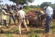 Karnataka to follow an ecologically sustainable model of disposing of elephant carcasses