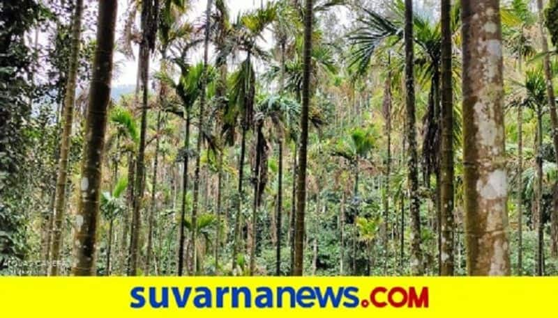 Chikkamagaluru Unknown Disease leaves Arecanut Farmers worried mah