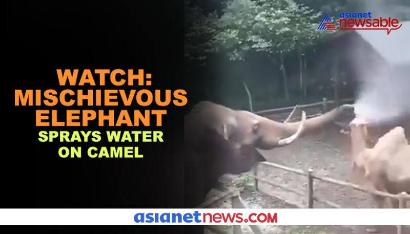 Elephant sprays water on camel; Video reminds netizens of childhood - gps