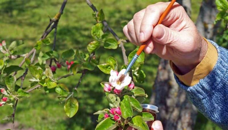 hand pollination in plants