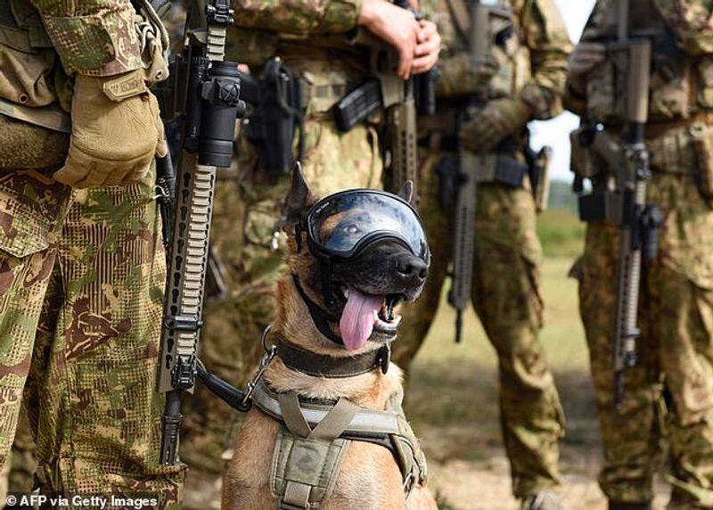 US Army is developing AR goggles for Dogs