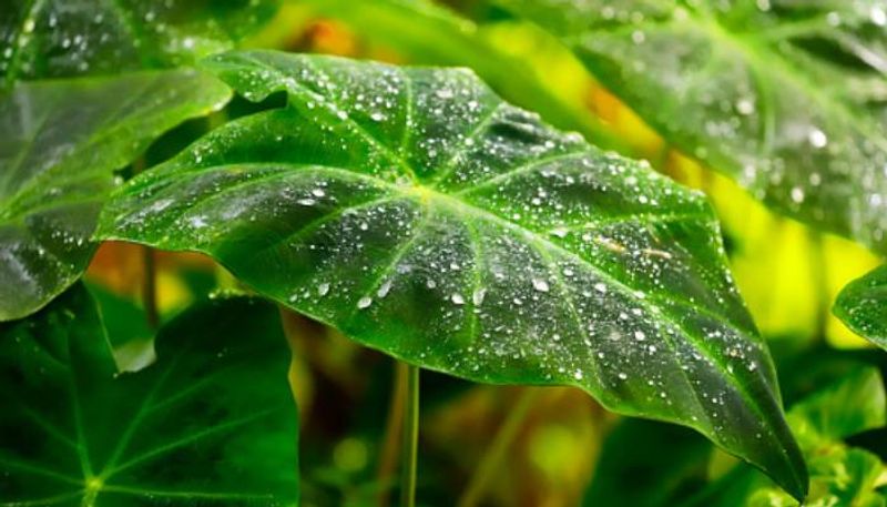 Elephant Ear Plants how to grow indoor and outdoor