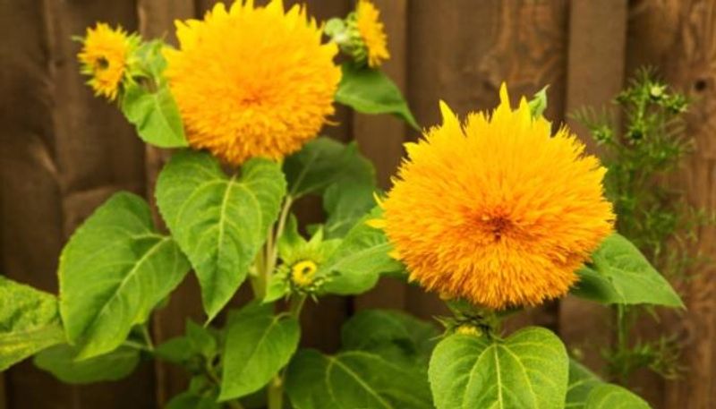 Teddy Bear sunflowers how to grow in our home