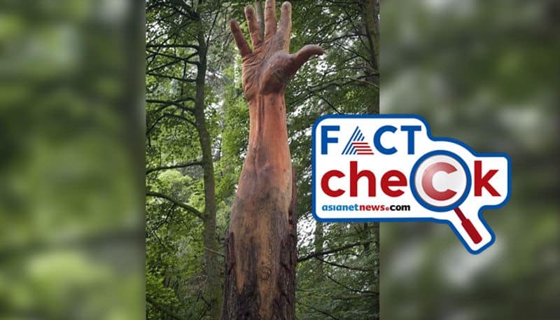 reality of viral image tree carved in the shape of a giant hand in jammu kashmir