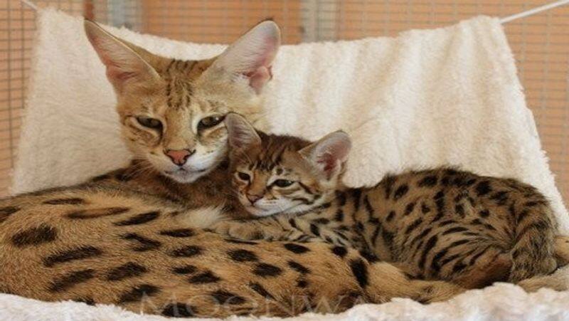 Couple Trying To Buy Savannah Cat End Up With A Tiger Cub Instead nra