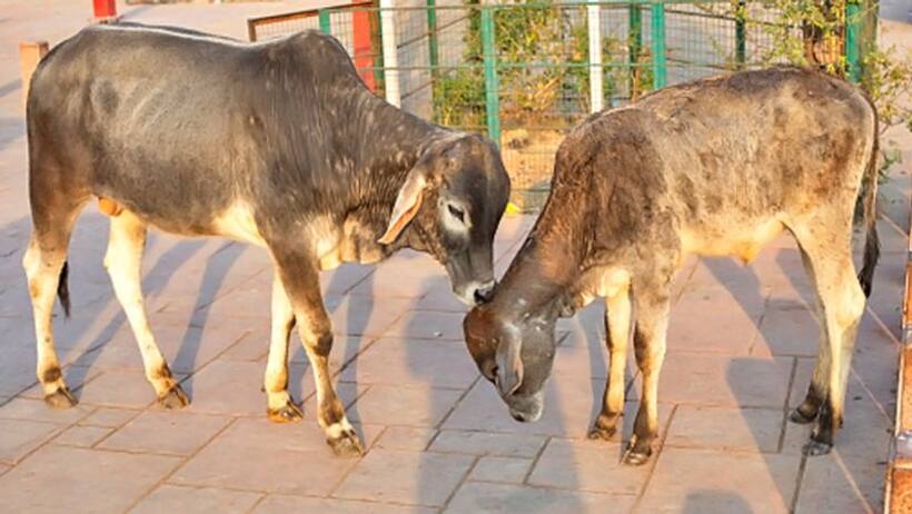 पहल: यूपी में गोबर बना रोजगार का जरिया