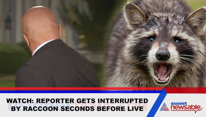 Reporter gets disrupted by raccoon just before live; Video goes viral - gps