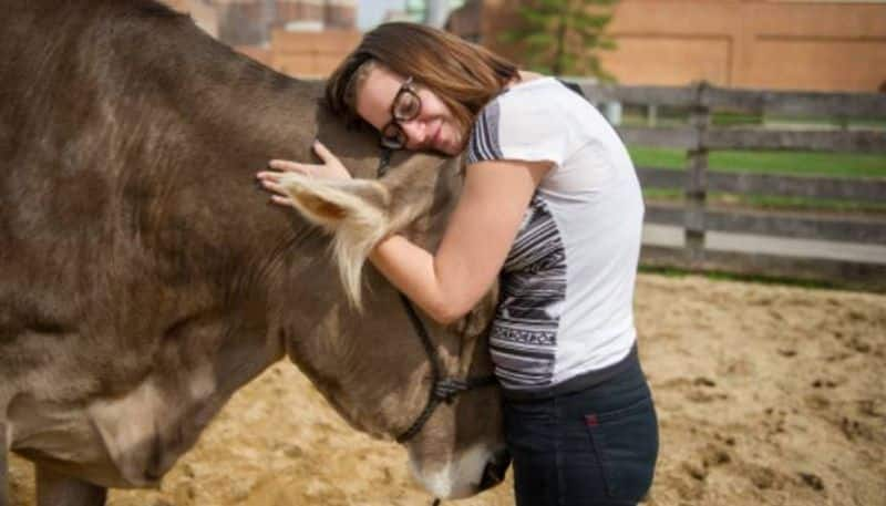 cow cuddling therapy new trend