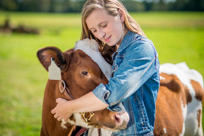 Cow Cuddling Grows As a Wellness Trend in The US Amid COVID-19 Restrictions mah