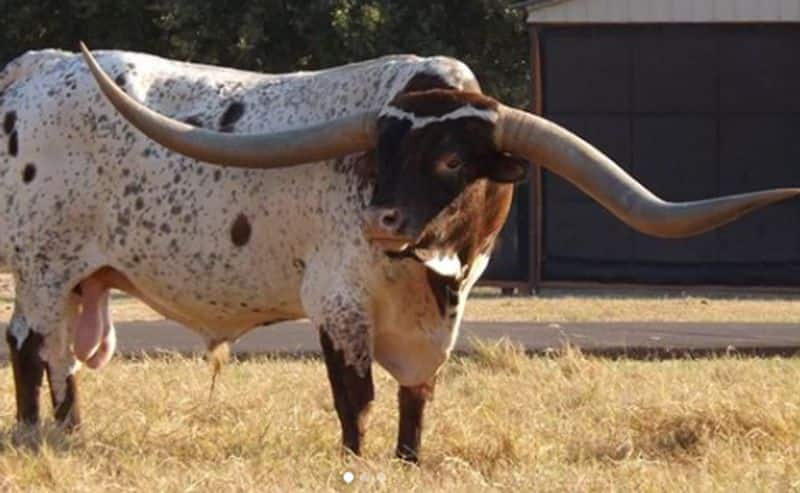 Bull with over 8 feet long horns grab world record for longest spread horns